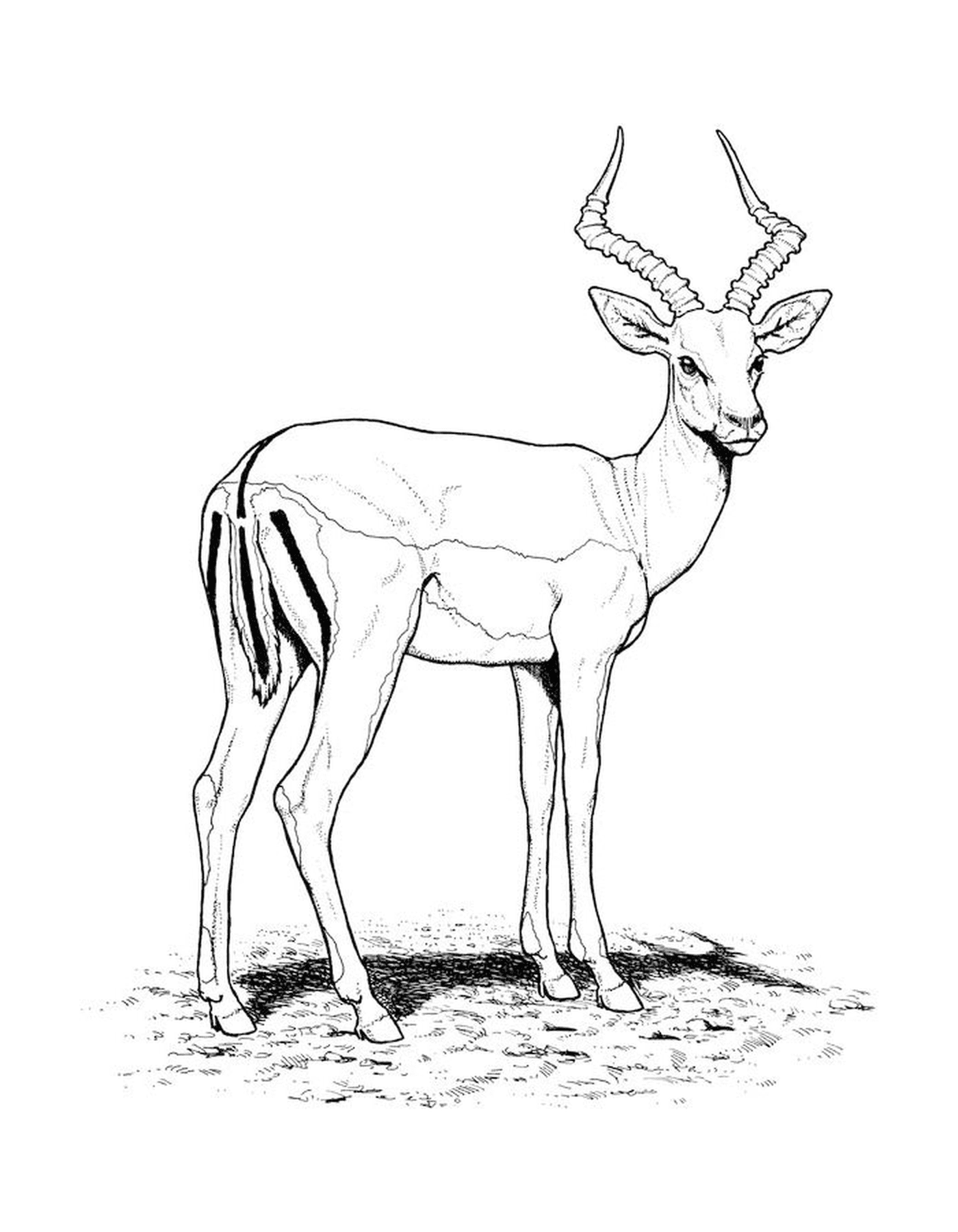  Une antilope debout dans l'herbe 
