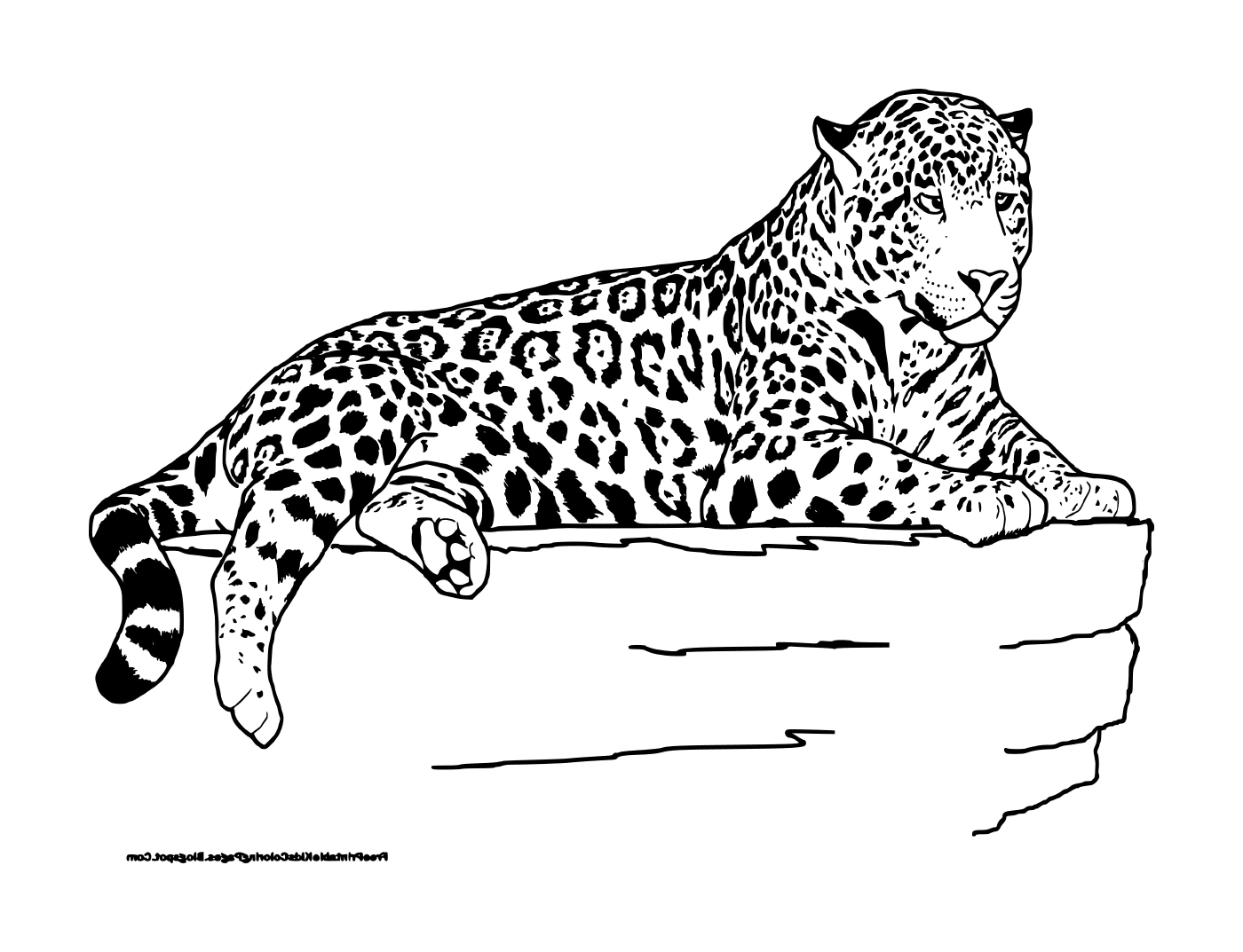   Un léopard couché 