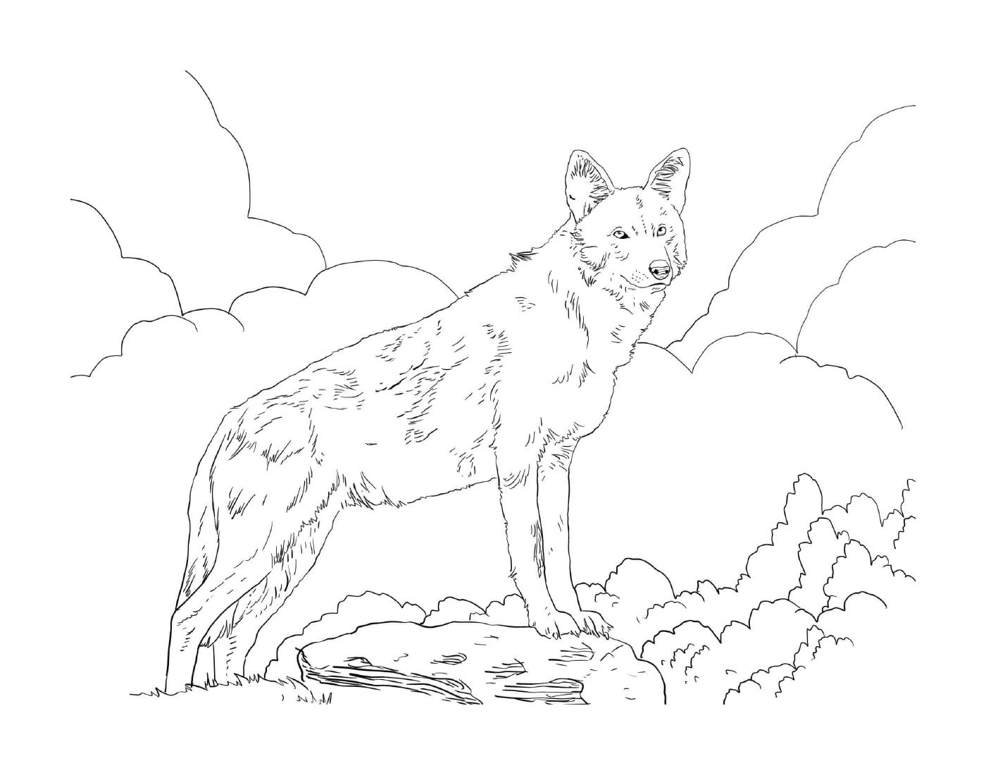   Animal debout sur un rocher dans un champ 